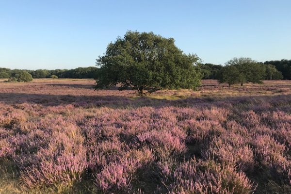 Intake op de hie Heiwandeling Amy-Jane Gielen Coaching Weerbaarheid Effectiviteit